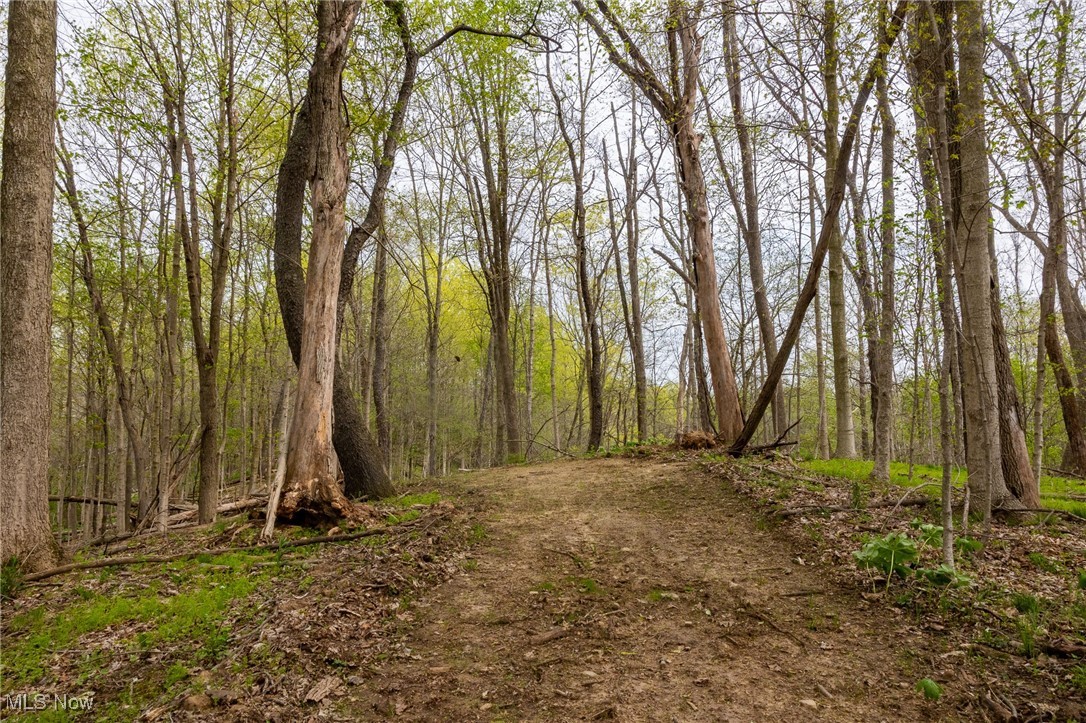 511 State Route Ashland, OH 44805 - Photo 14 of 42 View of local wilderness with a view of trees