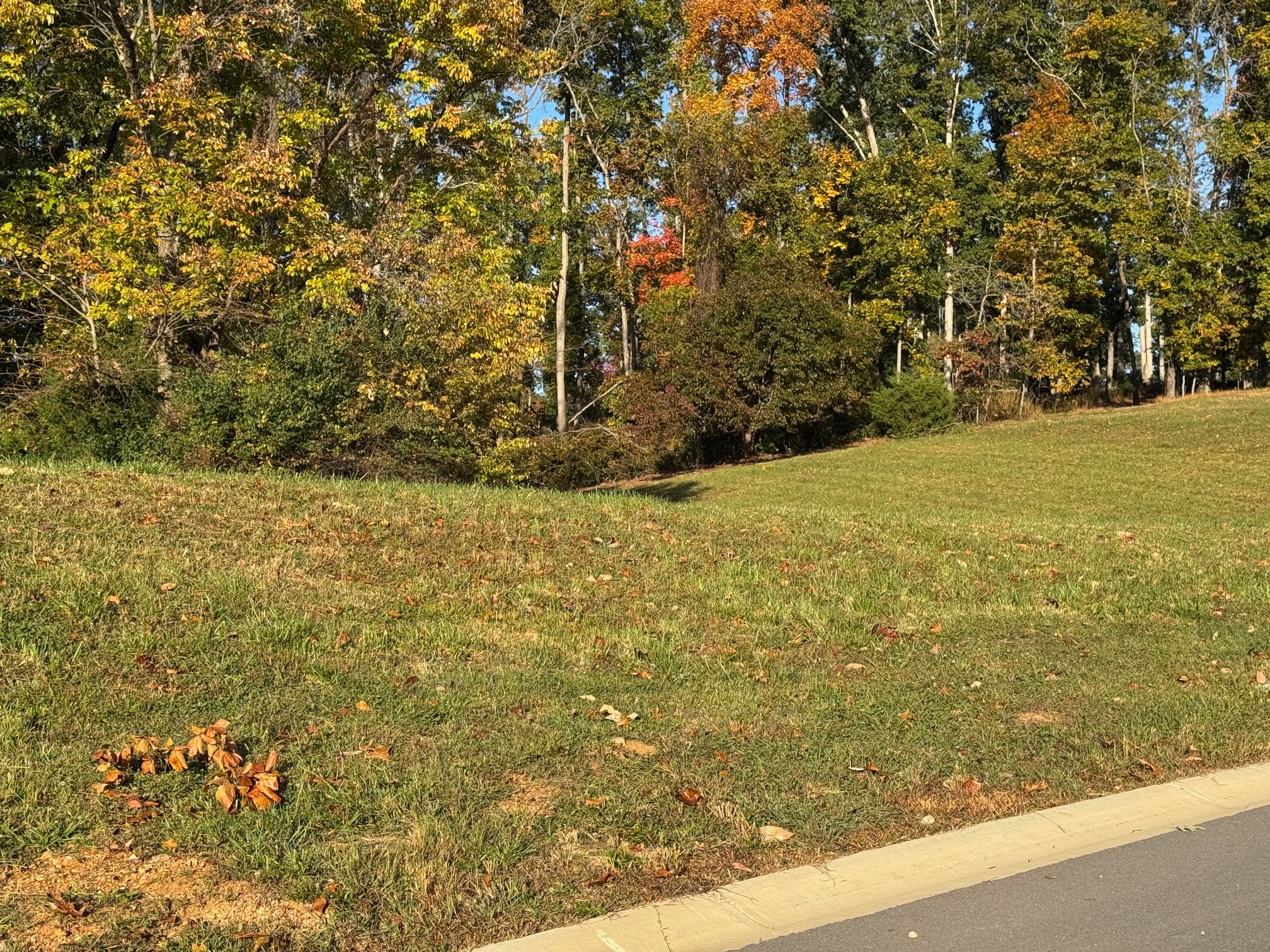 0 Waterview Way Morristown, TN 37814 - Photo 12 of 17 a view of large trees with lots of trees