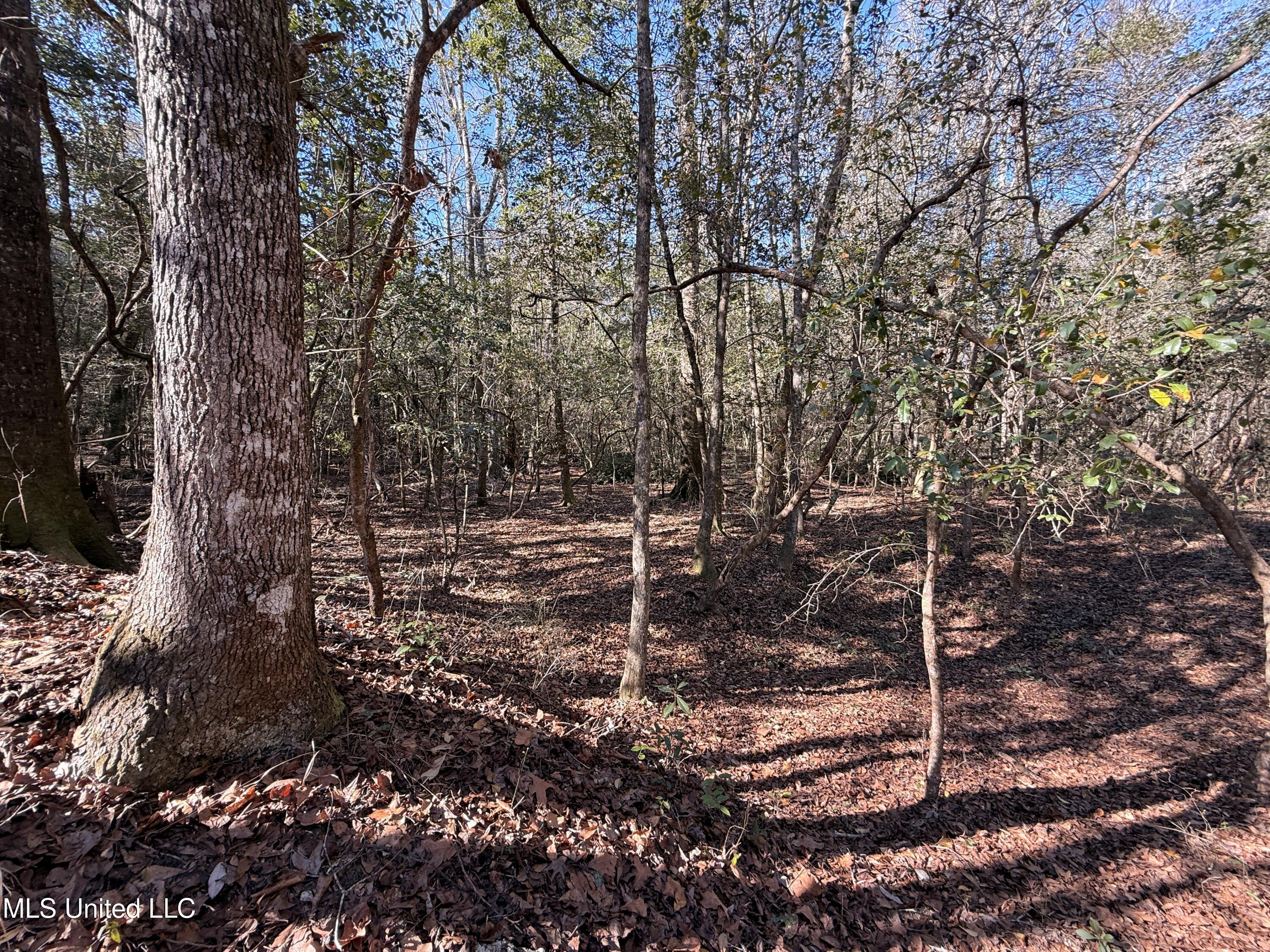 38 Indian Hill Road Richton, MS 39476 - Photo 16 of 25 38_Greene_IndianHillRd-16
