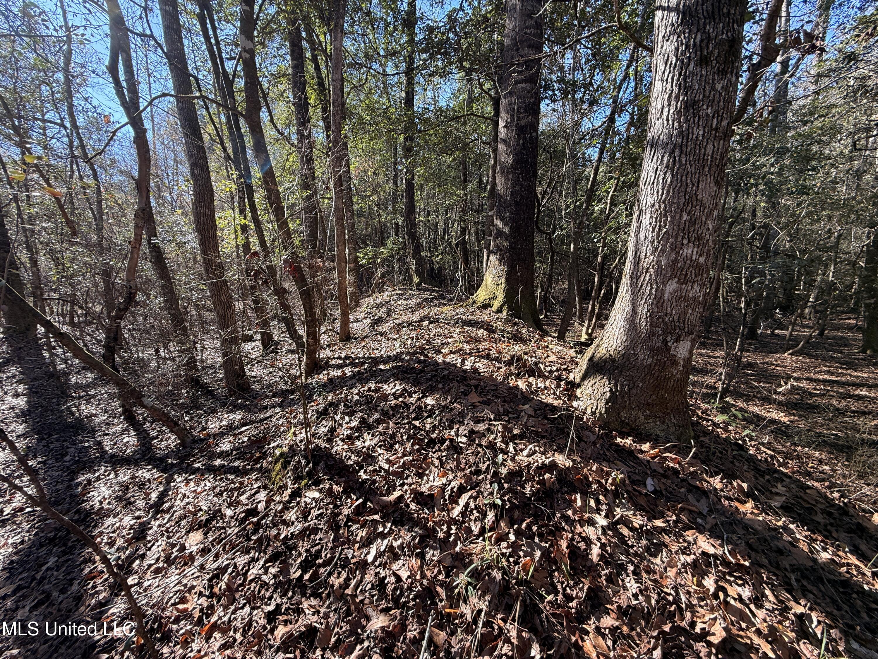 38 Indian Hill Road Richton, MS 39476 - Photo 9 of 25 38_Greene_IndianHillRd-7