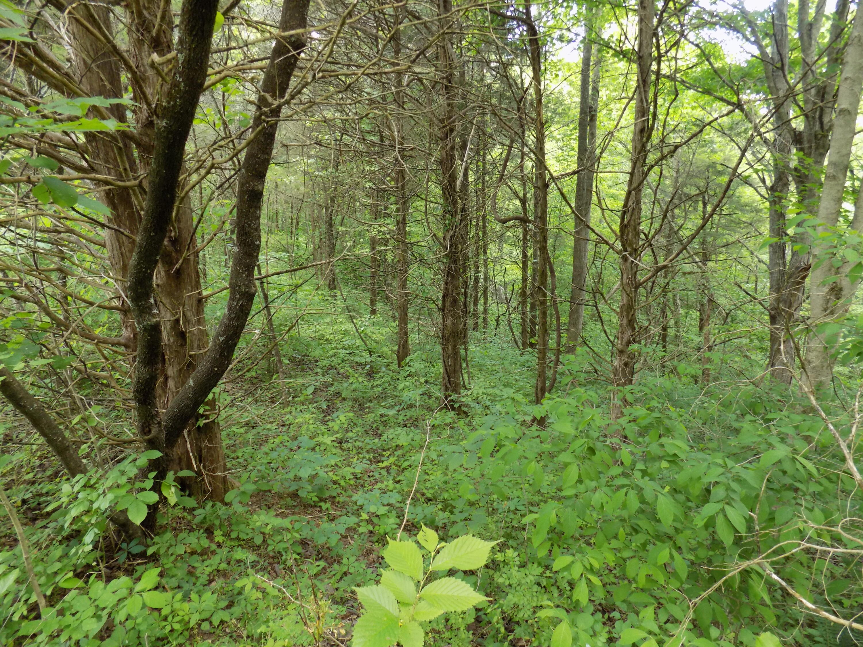 361 Mountain Valley Road Eidson, TN 37731 - Photo 11 of 30 DSCN0090
