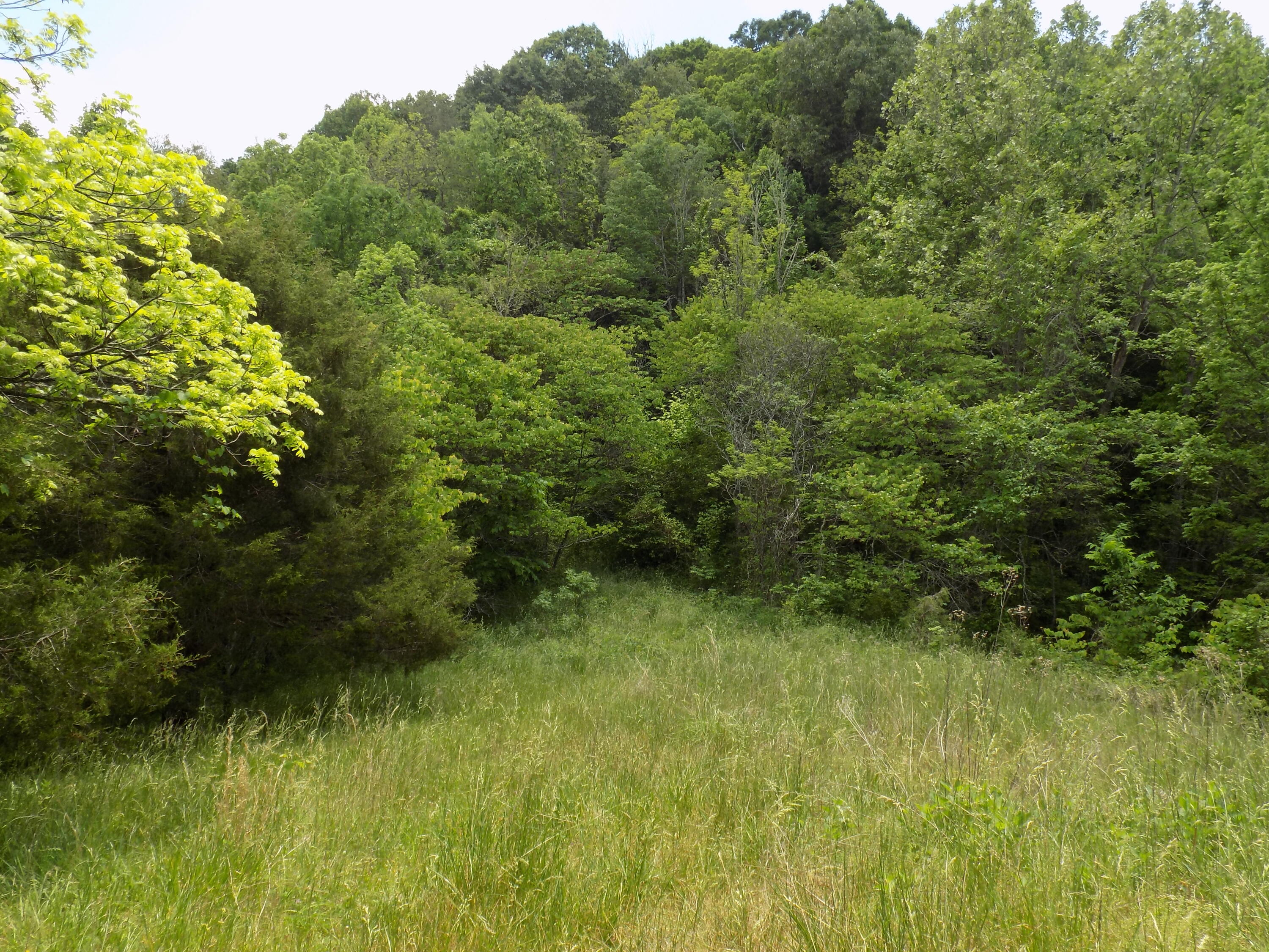 361 Mountain Valley Road Eidson, TN 37731 - Photo 6 of 30 DSCN0084