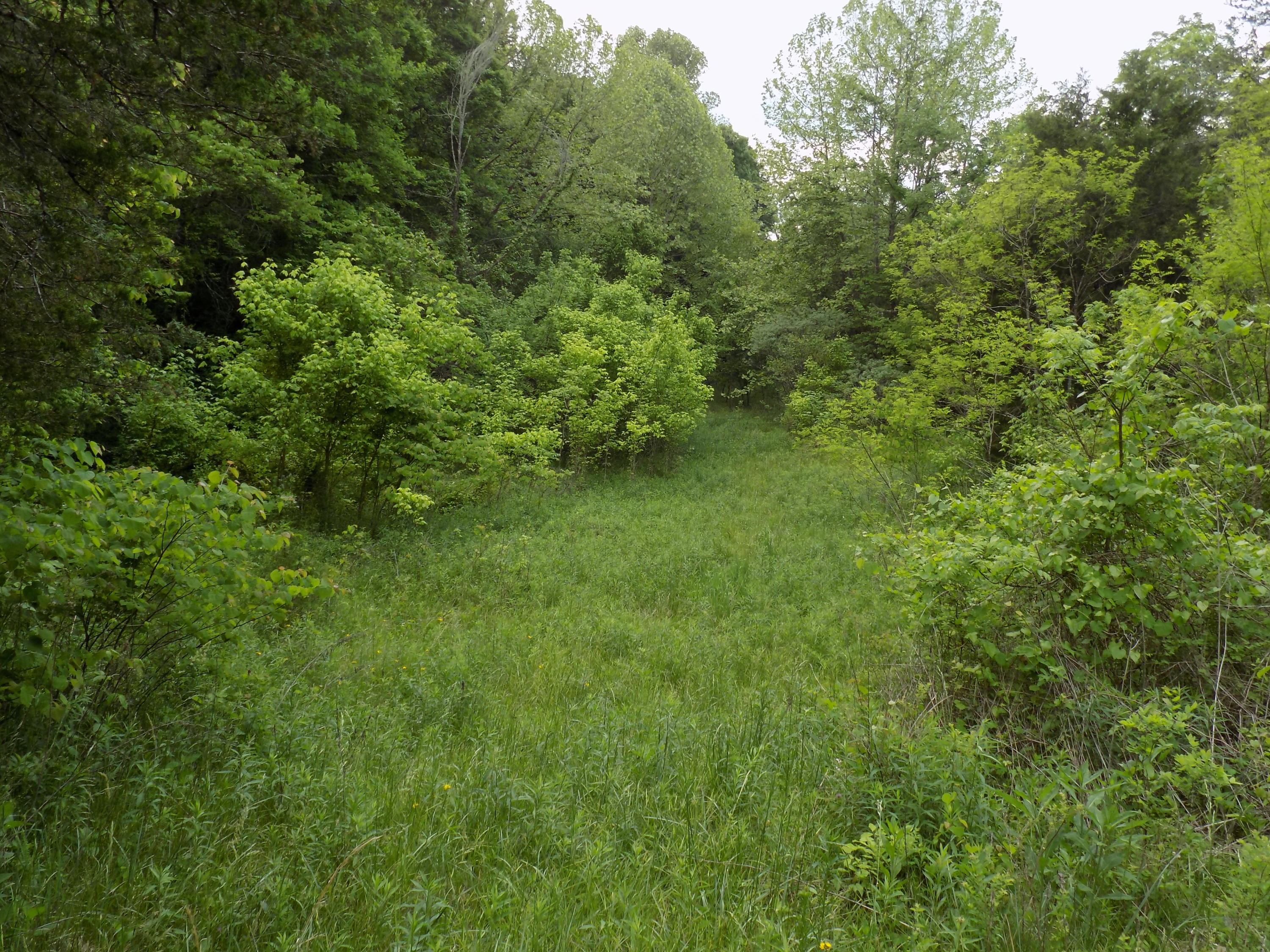 361 Mountain Valley Road Eidson, TN 37731 - Photo 8 of 30 DSCN0086