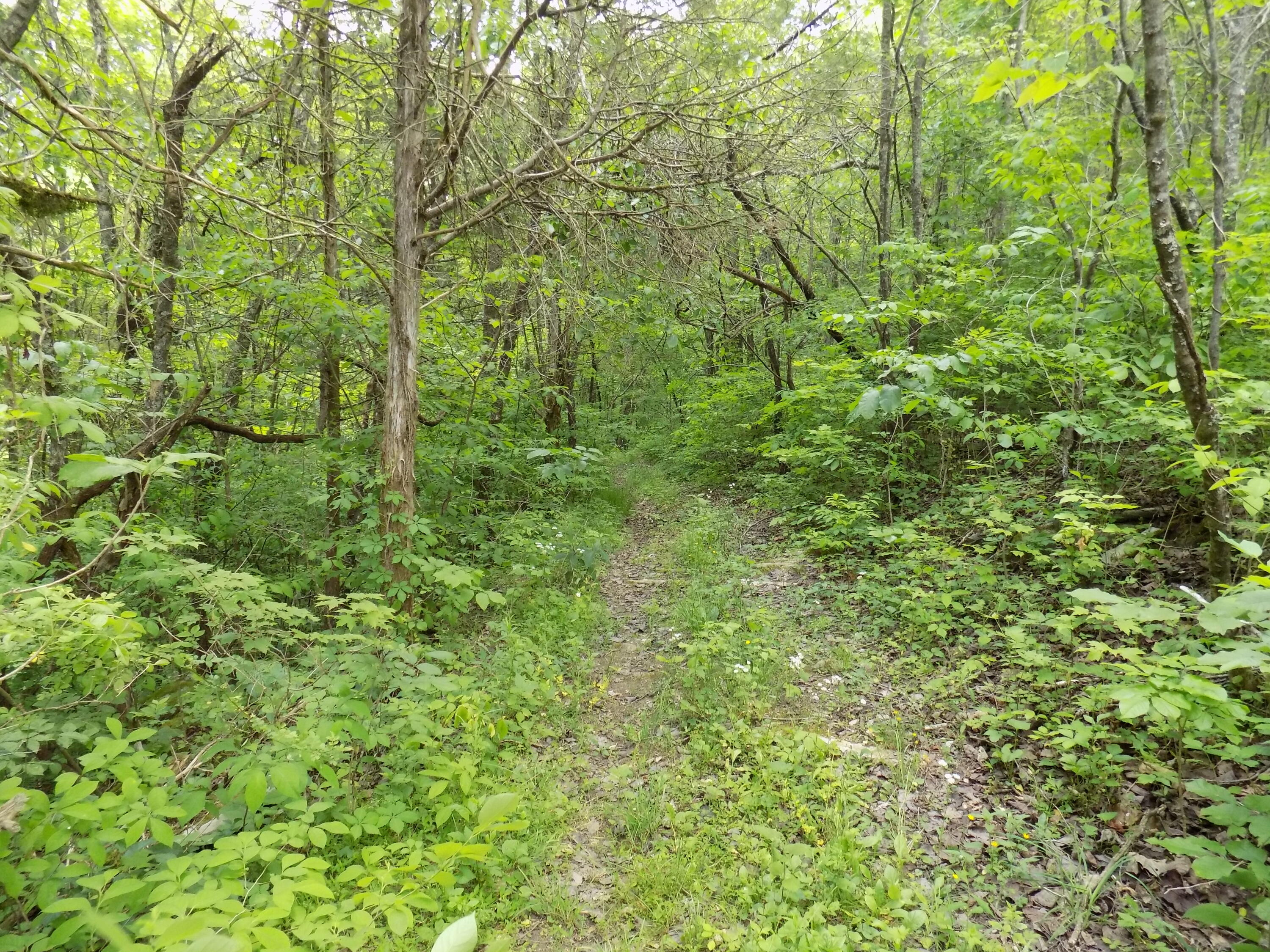 361 Mountain Valley Road Eidson, TN 37731 - Photo 10 of 30 DSCN0089
