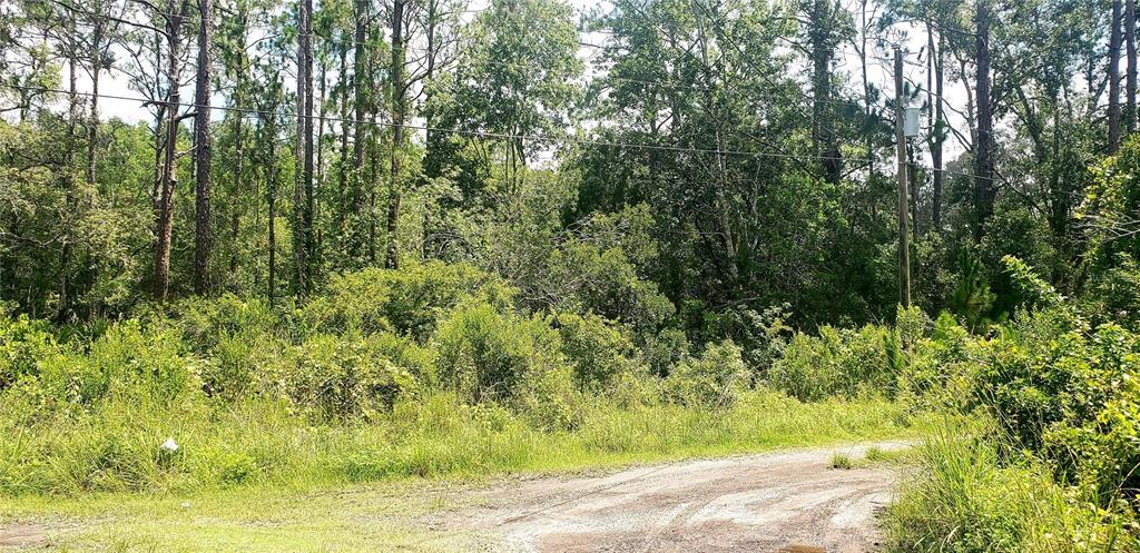 0 Ladd Avenue New Port Richey, FL 34654 - Photo 2 of 9 a view of a yard with plants and trees