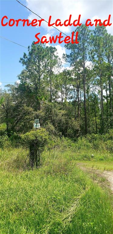 0 Ladd Avenue New Port Richey, FL 34654 - Photo 5 of 9 a view of a flower arrangement in a backyard