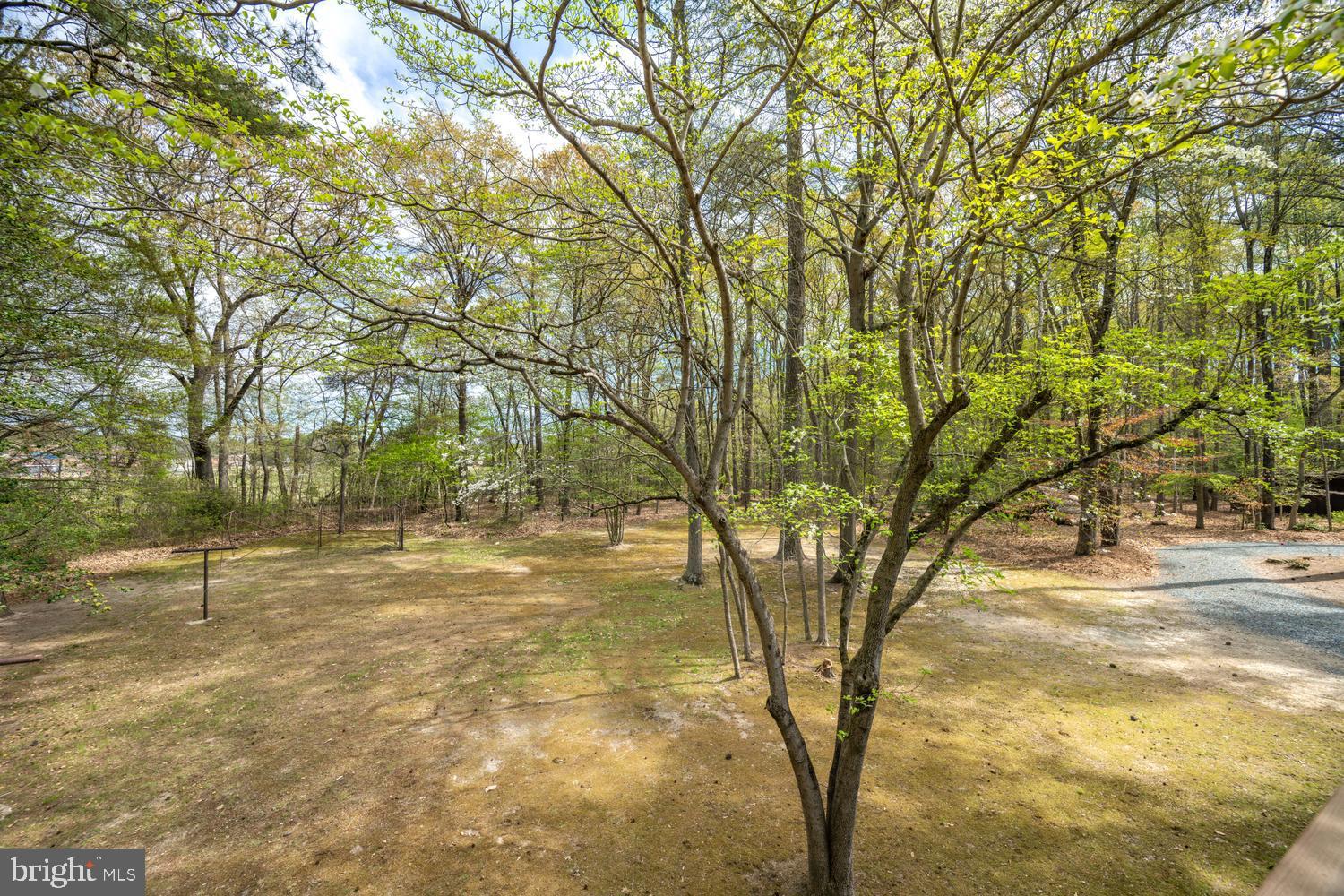 322 Deep Shore Road Denton, MD 21629 - Photo 21 of 63 13 acres of nature