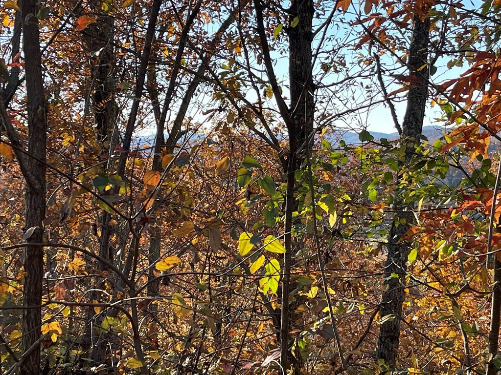 Lot 37 M Ridges Hayesville, NC 28904 - Photo 5 of 5