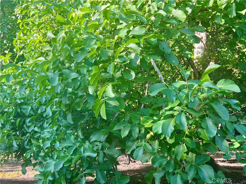 0 Oak Way Chico, CA 95973 - Photo 2 of 6 a backyard of a house with lots of green space