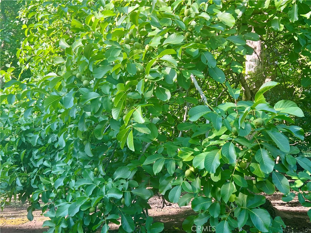 0 Oak Way Chico, CA 95973 - Photo 5 of 6 a backyard of a house with lots of green space