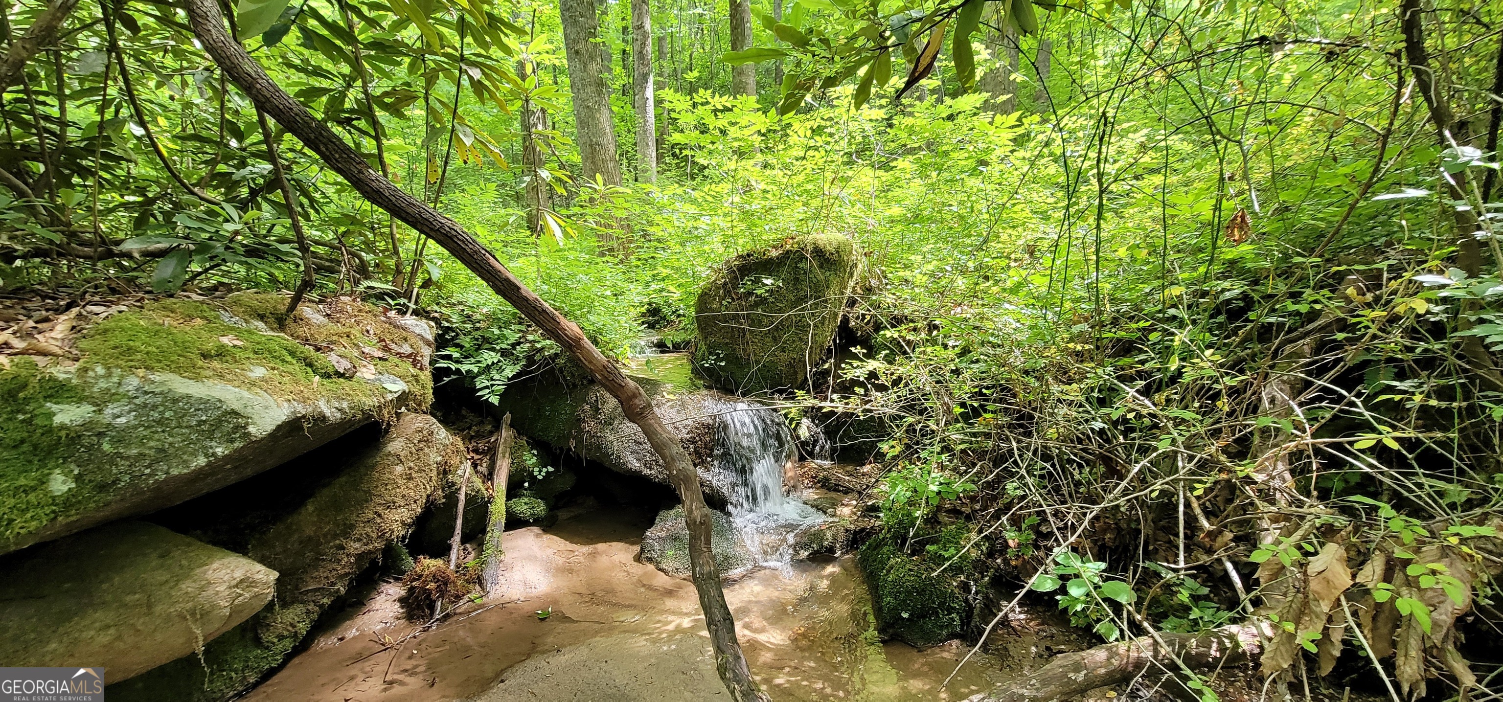 153 Coleman Heights Lane Rabun Gap, GA 30568 - Photo 47 of 57 a view of a forest