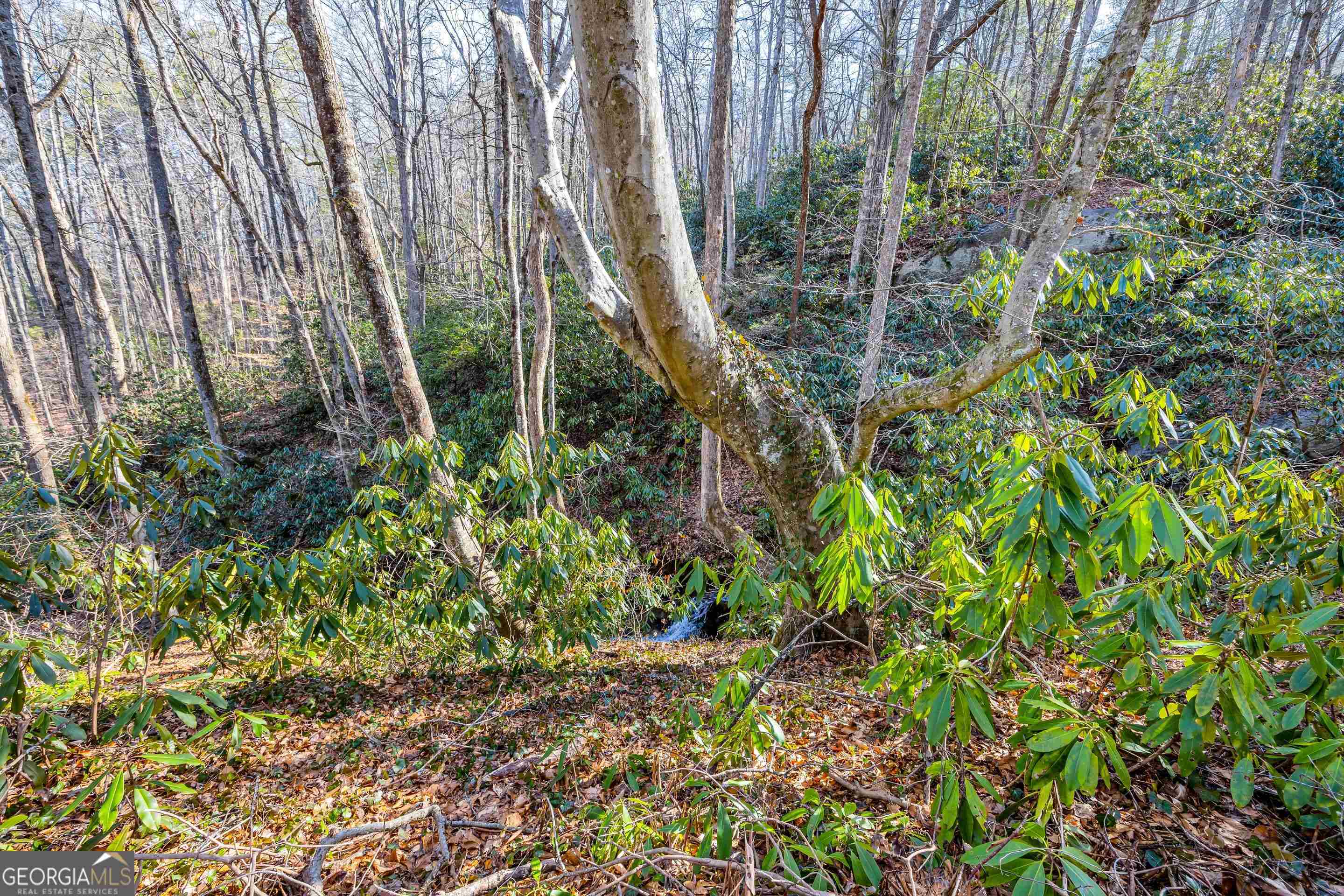153 Coleman Heights Lane Rabun Gap, GA 30568 - Photo 49 of 57 a view of a garden with plants