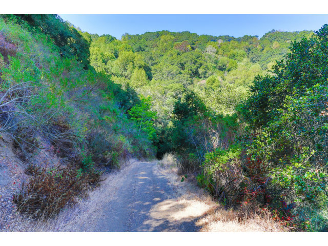 29551 Palomares Road Castro Valley, CA 94552 - Photo 24 of 25 a view of a lush green forest with lots of trees