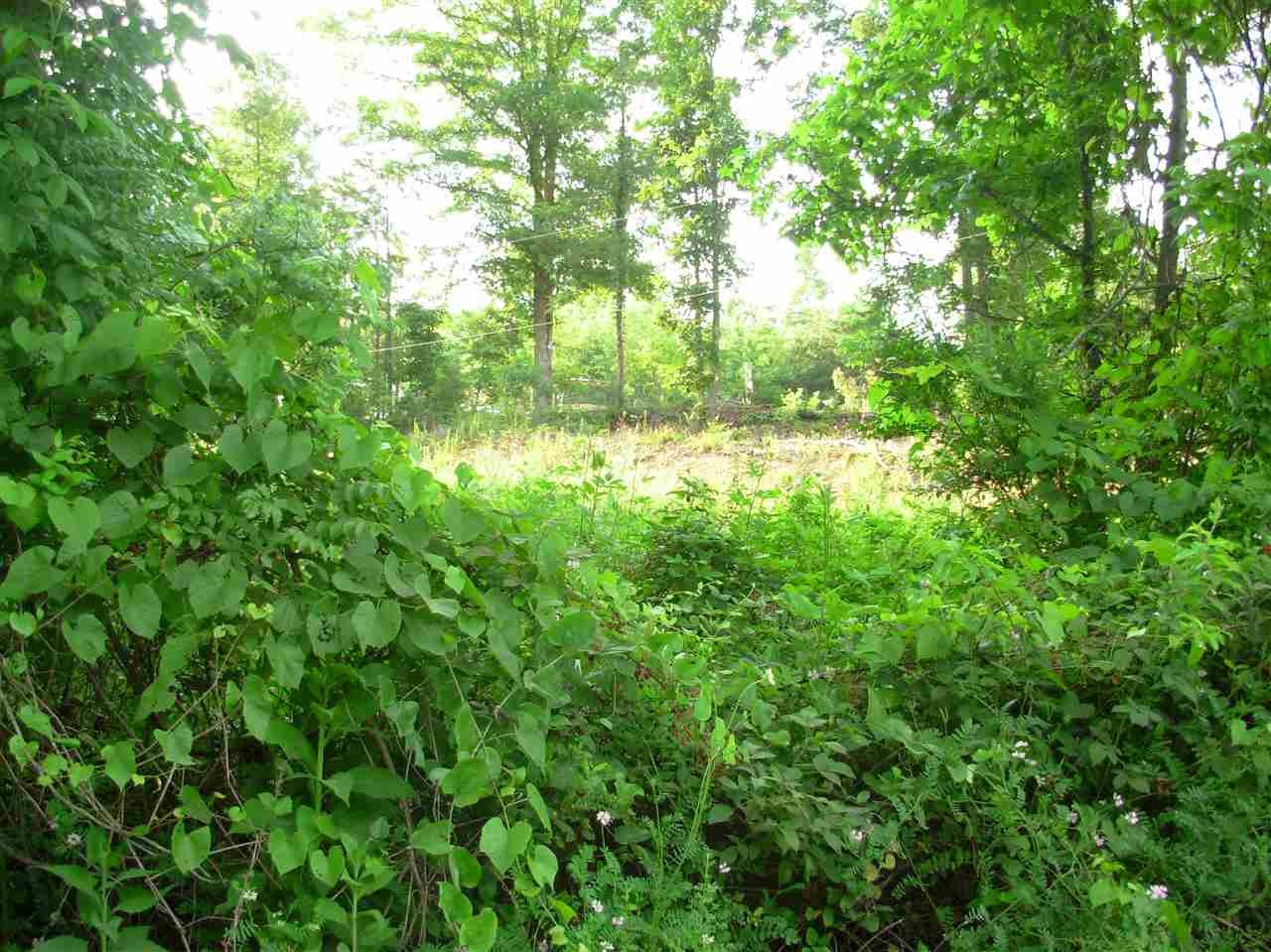 878 Laurel Bluff Road Kingston, TN 37763 - Photo 3 of 14 a backyard of a house with lots of green space