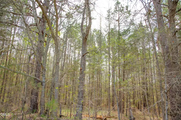 a view of a big yard with plants and large trees