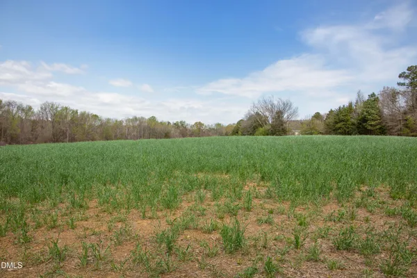 a view of a big yard with plants and large trees