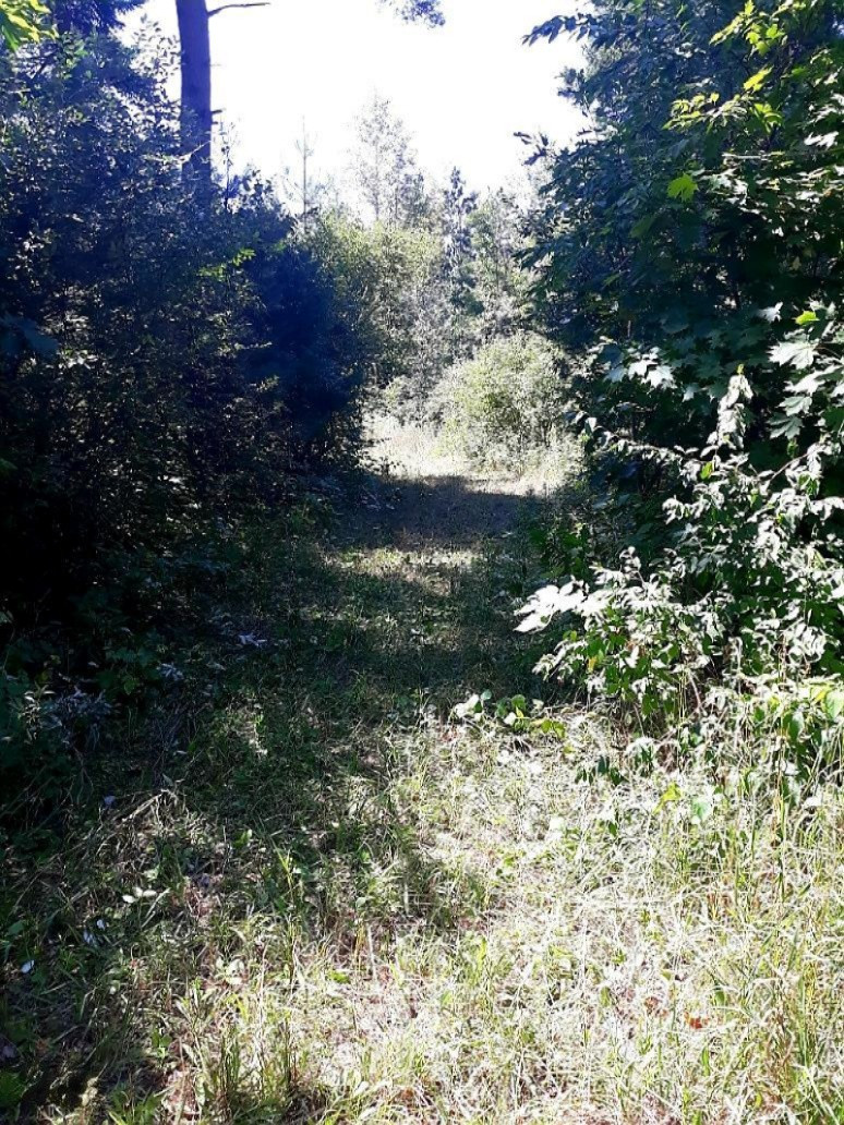 30-acres Spruce Ridge Road Bear Lake, MI 49614 - Photo 11 of 42 Nice driveway to Clearing