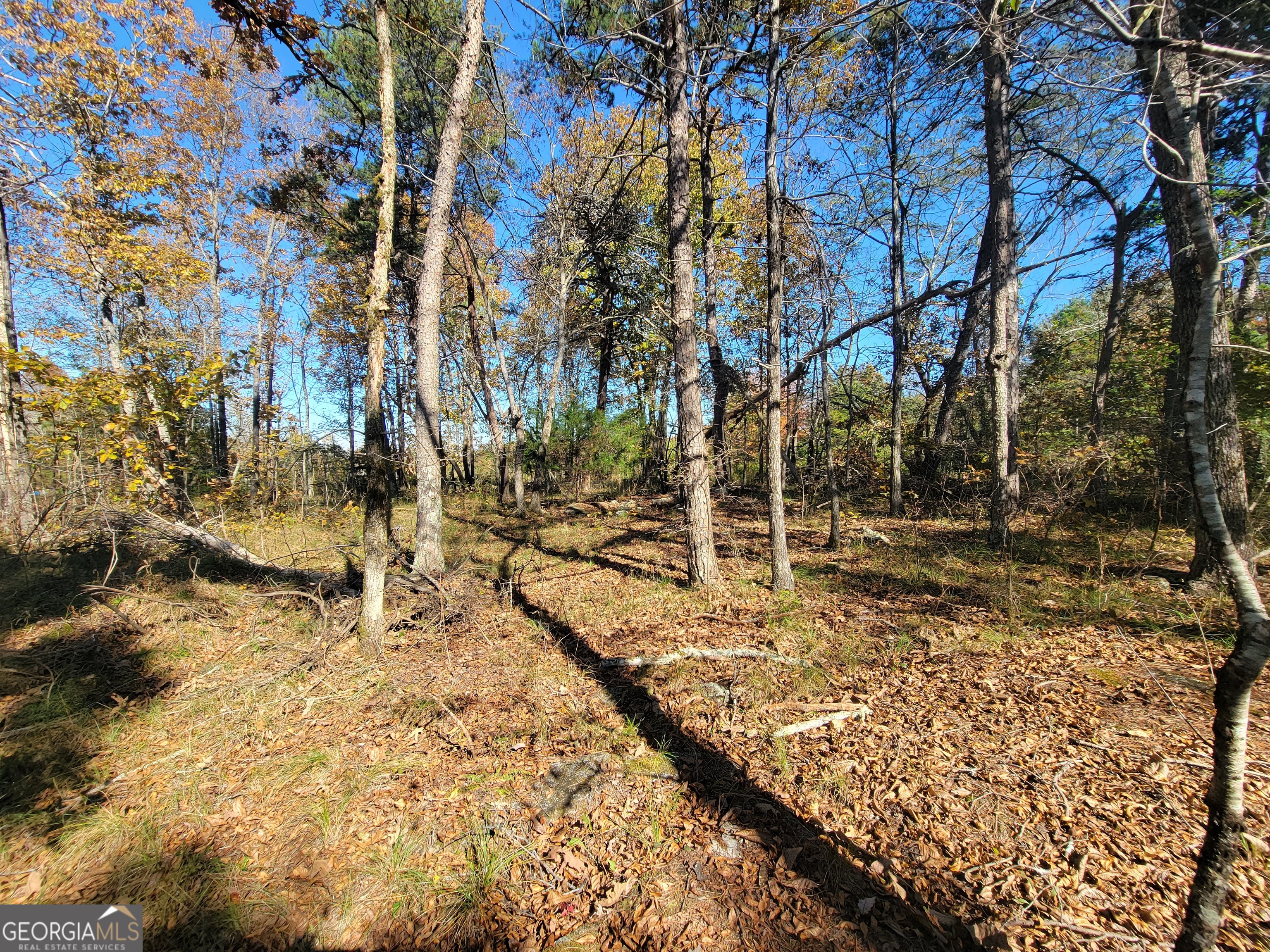 1480 County Road 66 Mentone, AL 35984 - Photo 16 of 20 a view of yard covered with snow