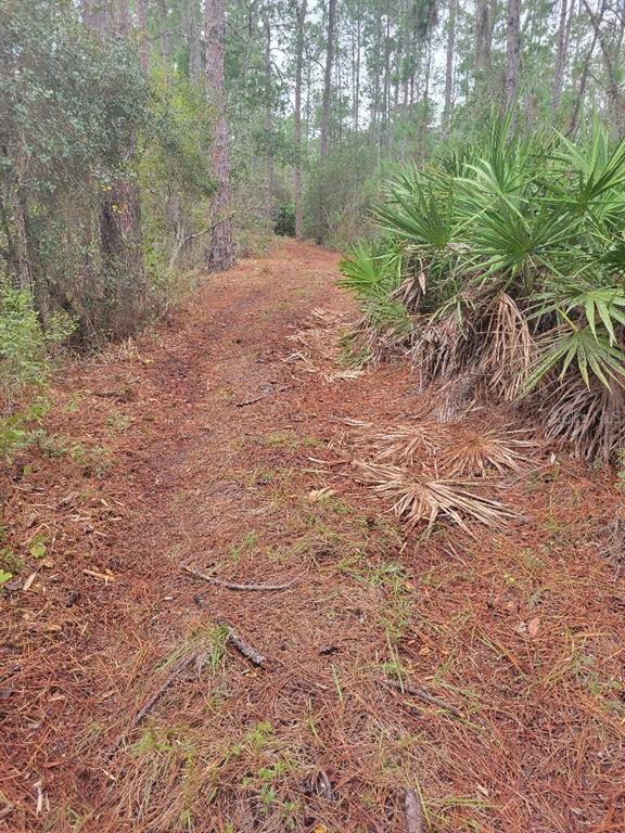 12625 Sweet Hill Road Polk City, FL 33868 - Photo 28 of 32 a big yard with lots of green space and plants