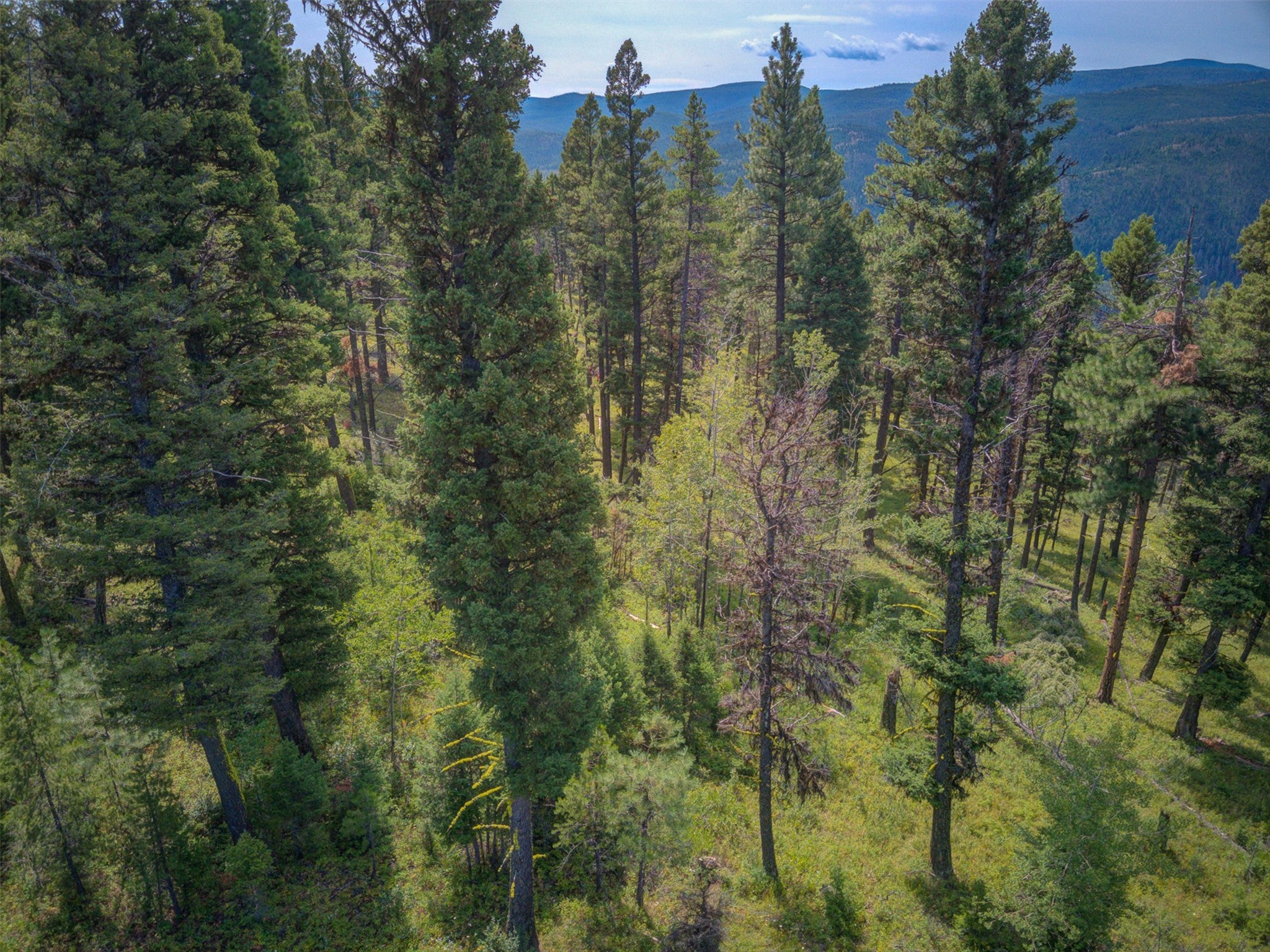 2 2 Bear Springs Road Lincoln, MT 59639 - Photo 50 of 55 Gallery Image 50