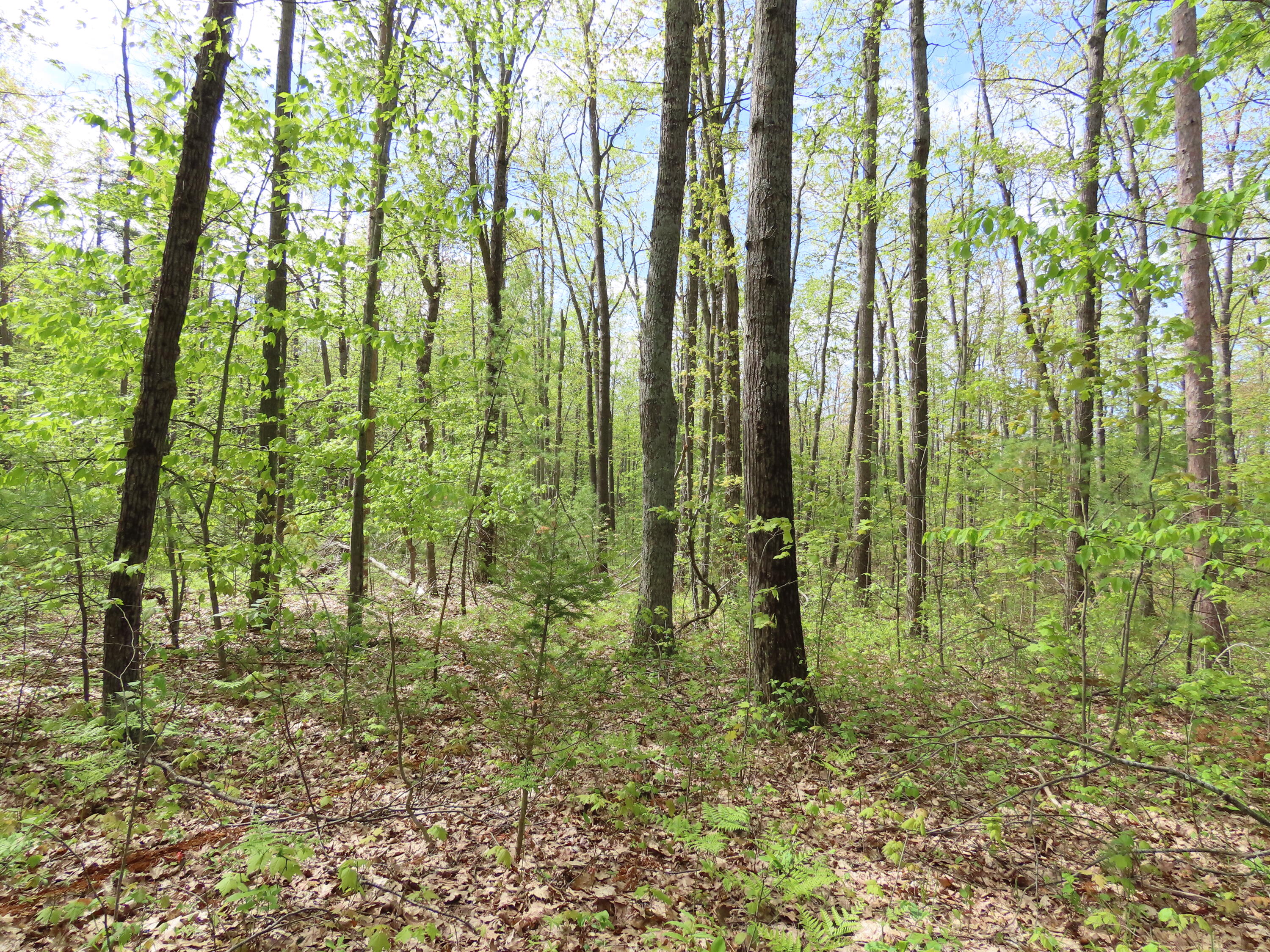 15709 Pleasant Valley Road Atlanta, MI 49709 - Photo 64 of 65 IMG_8802