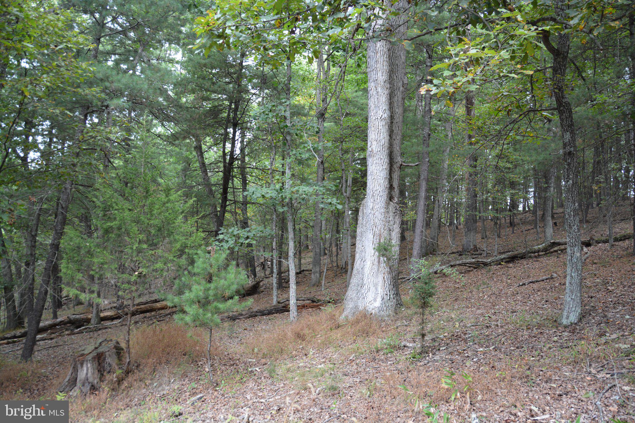 3016 Siler Road Winchester, VA 22603 - Photo 45 of 83 Gallery Image 45