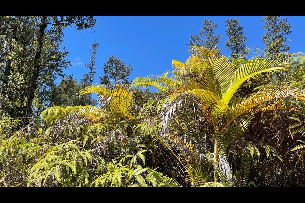 2834 Ao Road Mountain View, HI 96771 - Photo 3 of 30 Gallery Image 3