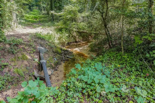 a view of a forest with a tree