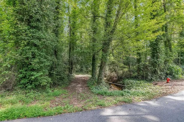 a view of a forest with trees in the background