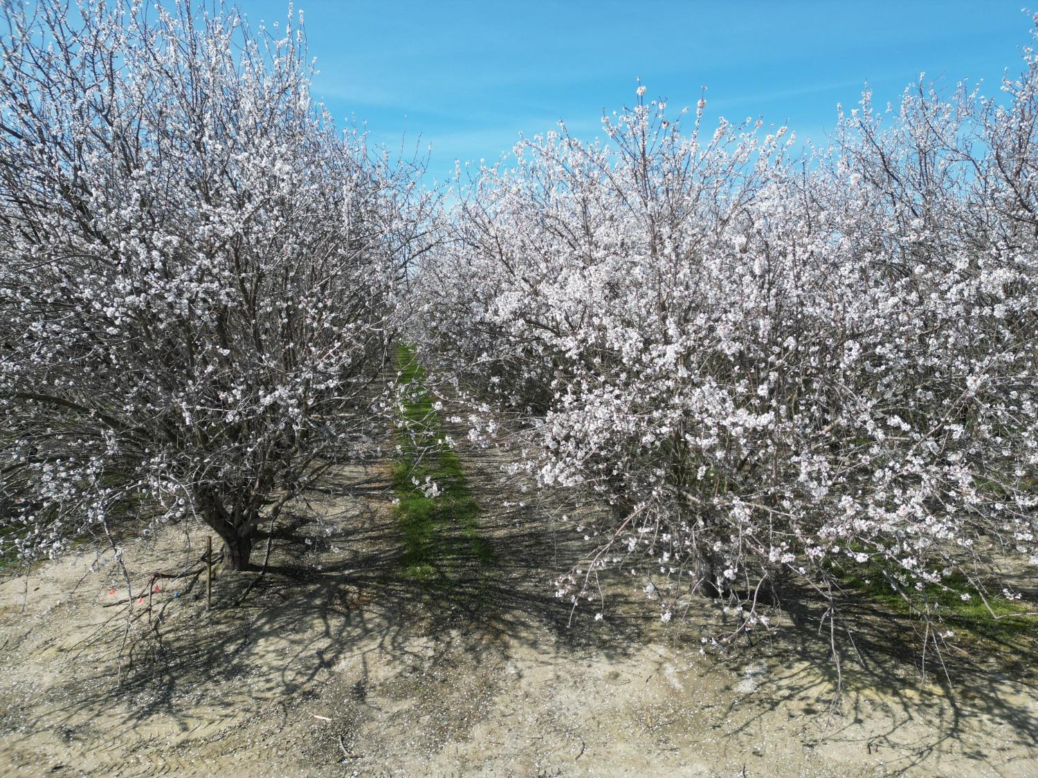 0 Moc: Oliveira Ranch Lemoore, CA 93245 - Photo 19 of 25 a view of a yard with a tree
