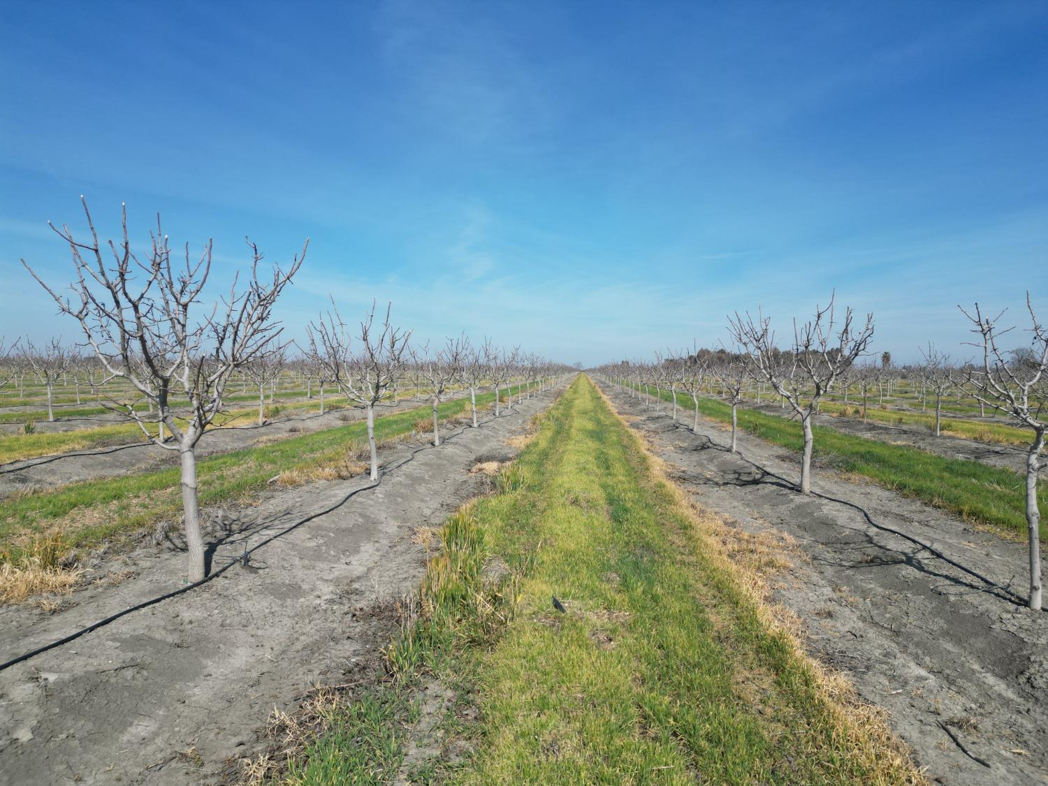 0 Moc: Oliveira Ranch Lemoore, CA 93245 - Photo 2 of 25 a view of a yard with wooden fence