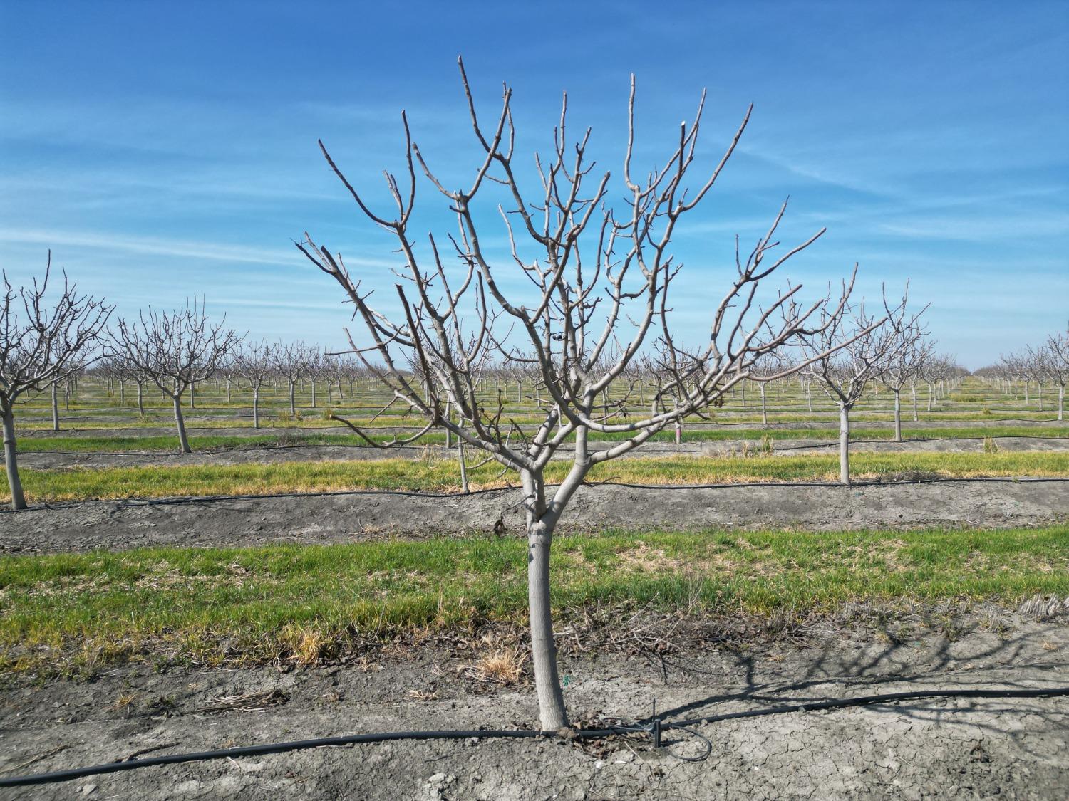 0 Moc: Oliveira Ranch Lemoore, CA 93245 - Photo 3 of 25 a view of a yard with a tree