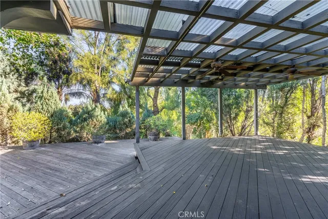 a view of a tree with a plant in front of it