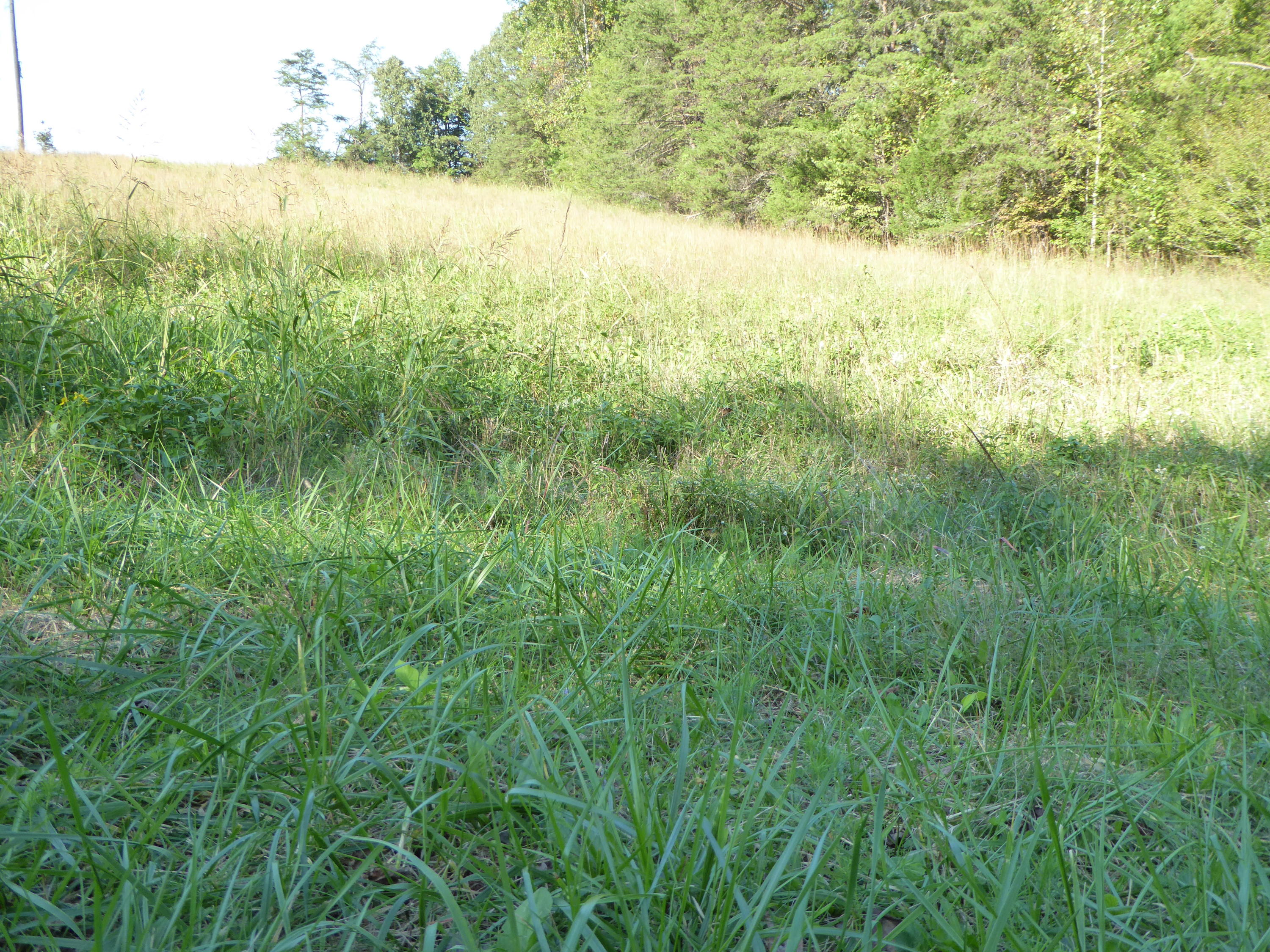 0 Standiford Road Union Hall, VA 24176 - Photo 4 of 6 a view of lake and green space