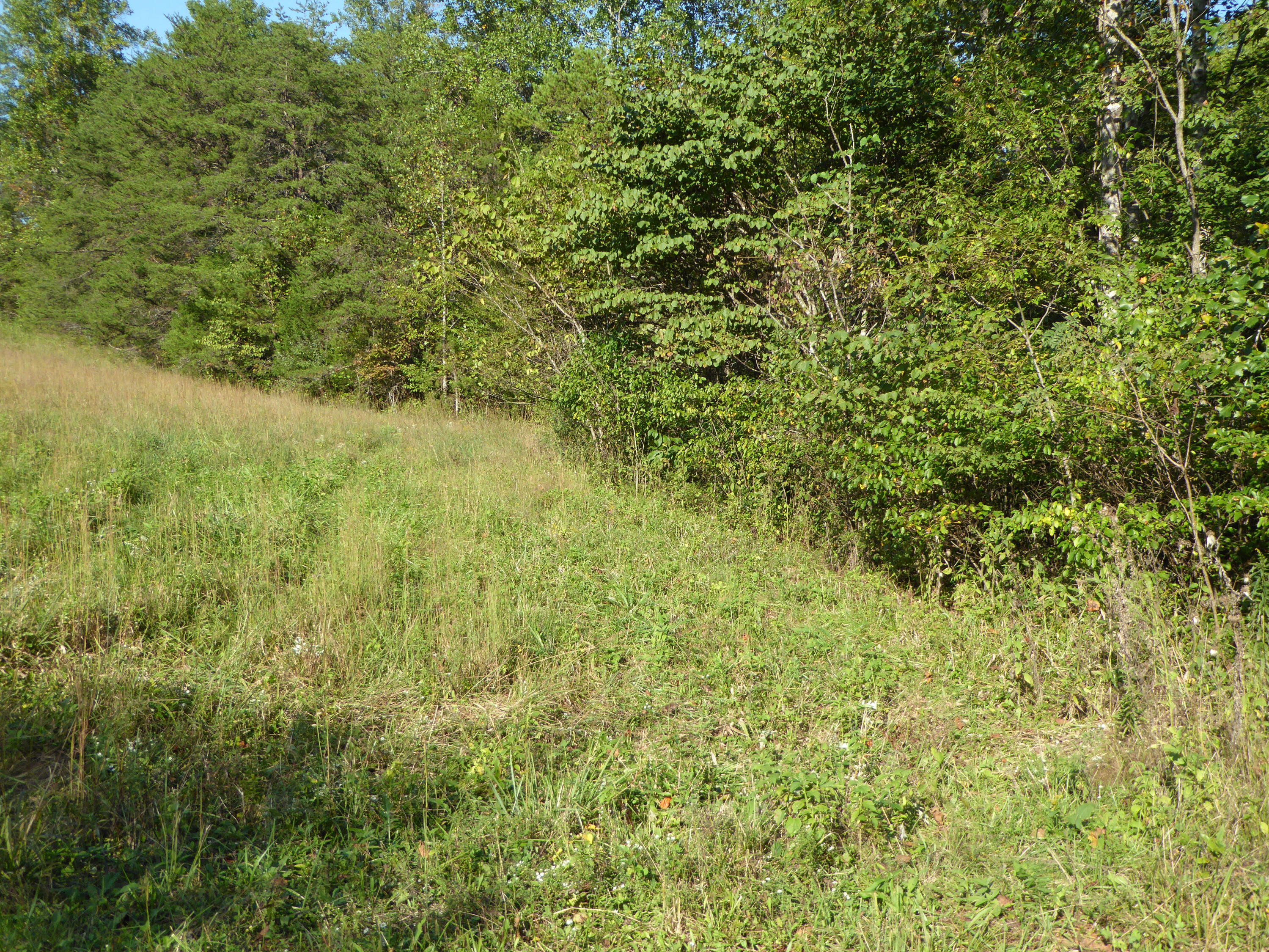 0 Standiford Road Union Hall, VA 24176 - Photo 5 of 6 a view of a big yard with large trees