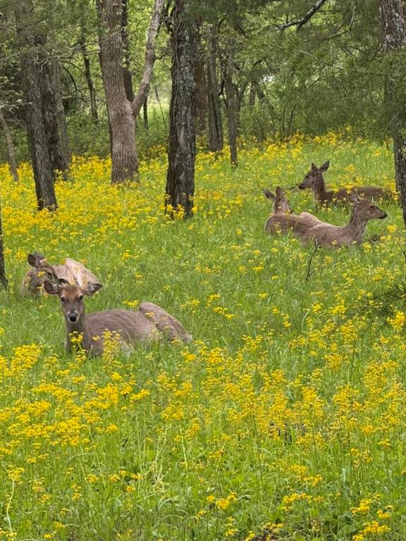 2 Maple Drive Linn Valley, KS 66040 - Photo 5 of 8