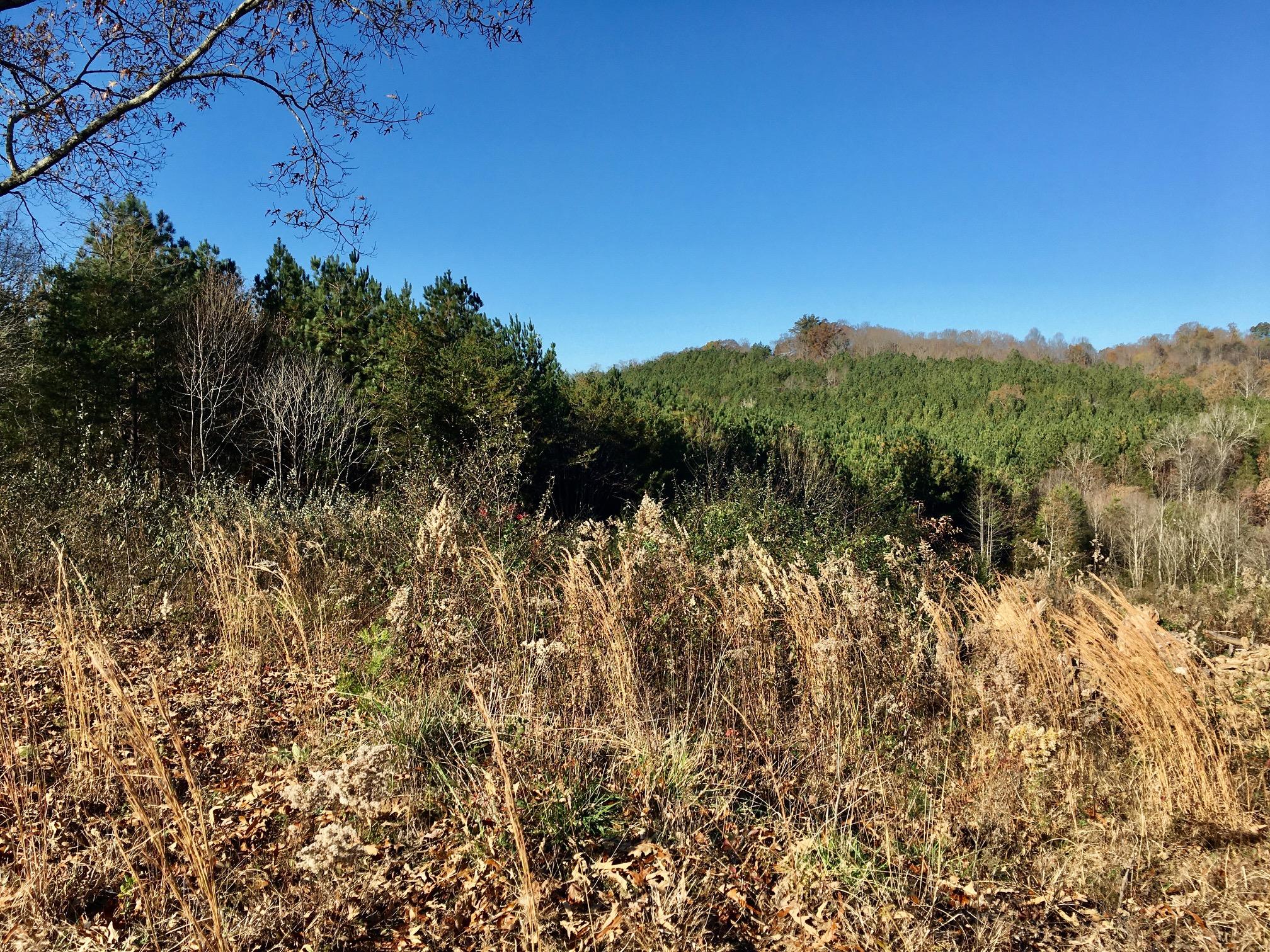 1288 Fork Road Greenback, TN 37742 - Photo 10 of 29 IMG_0107