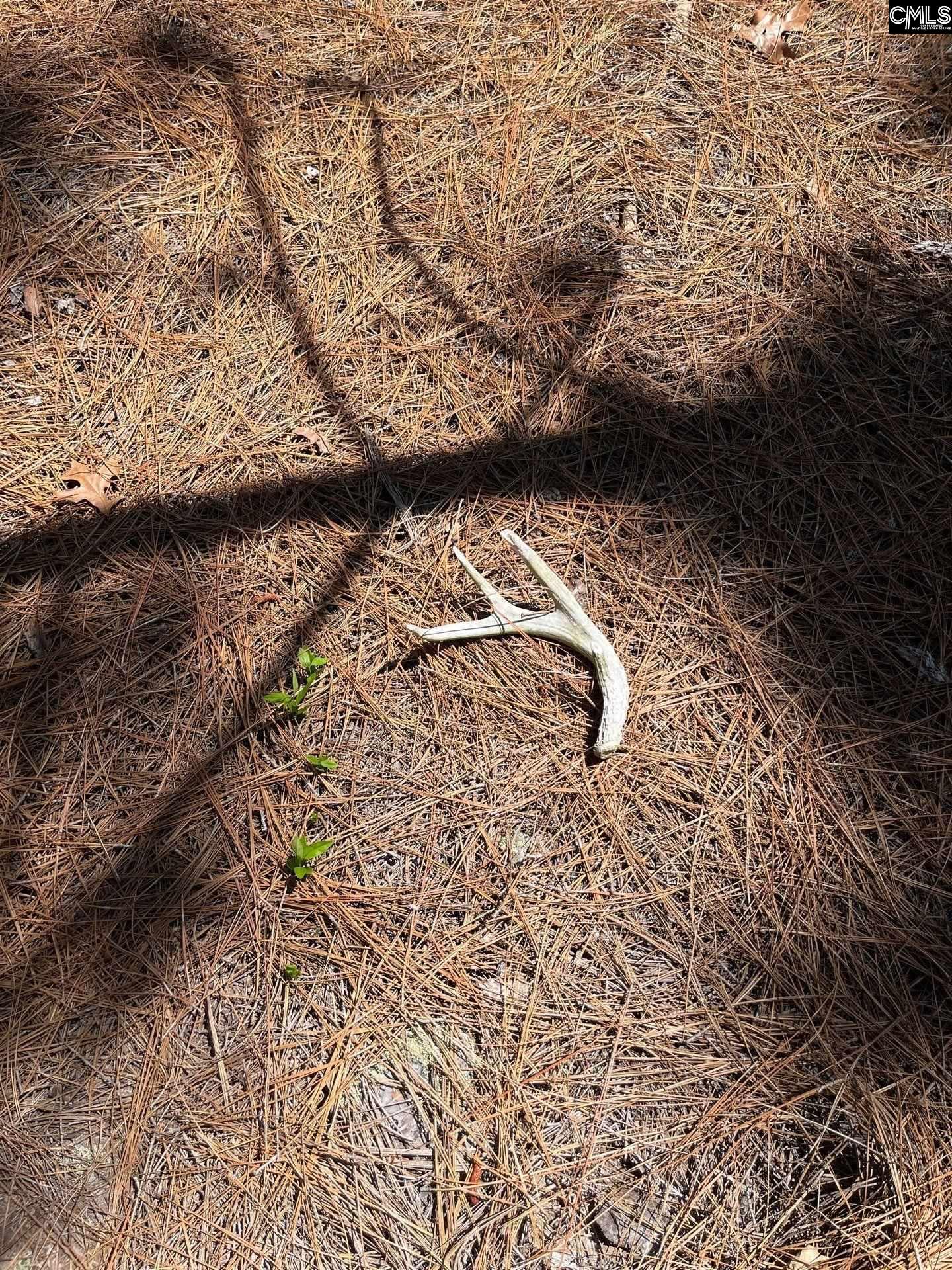 2 Beaver Dam Road Cassatt, SC 29032 - Photo 6 of 9