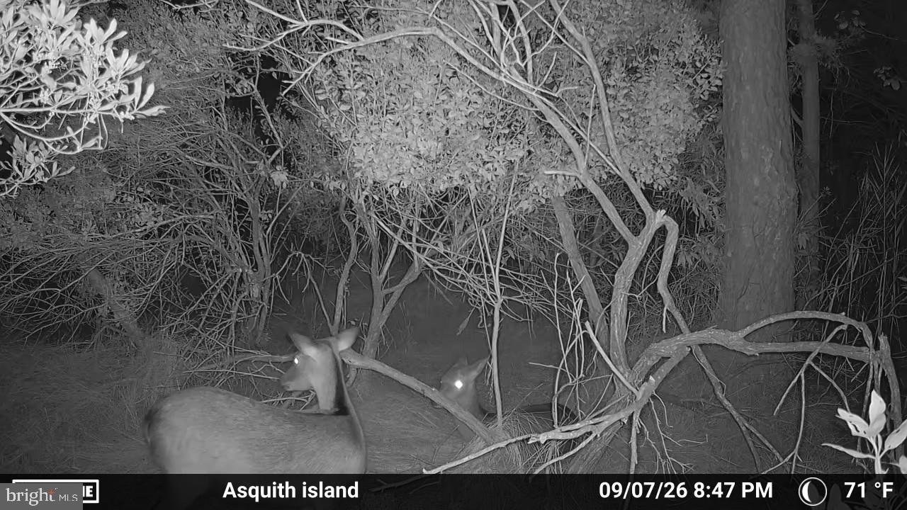 2439 Asquith Island Road Crapo, MD 21626 - Photo 7 of 19 Trail camera on the property