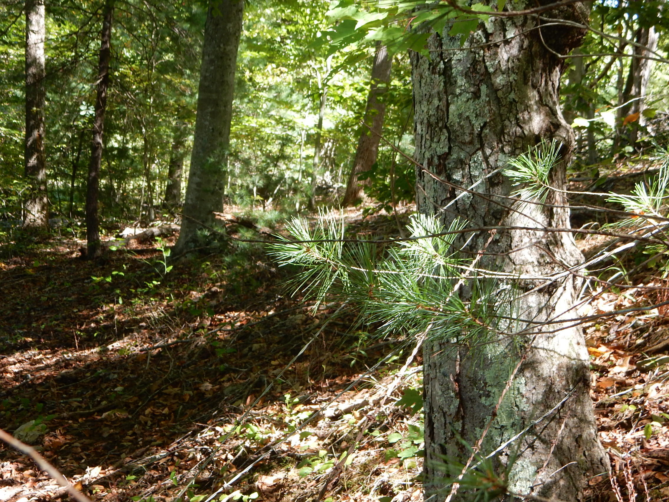 985 Iron Ridge Road Rocky Mount, VA 24151 - Photo 36 of 39 DSCN1269