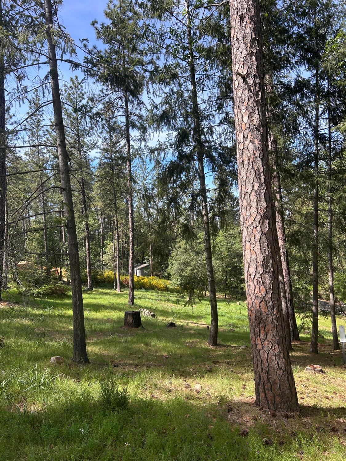 1575 Ridgemore Drive Meadow Vista, CA 95722 - Photo 10 of 29 a view of a park