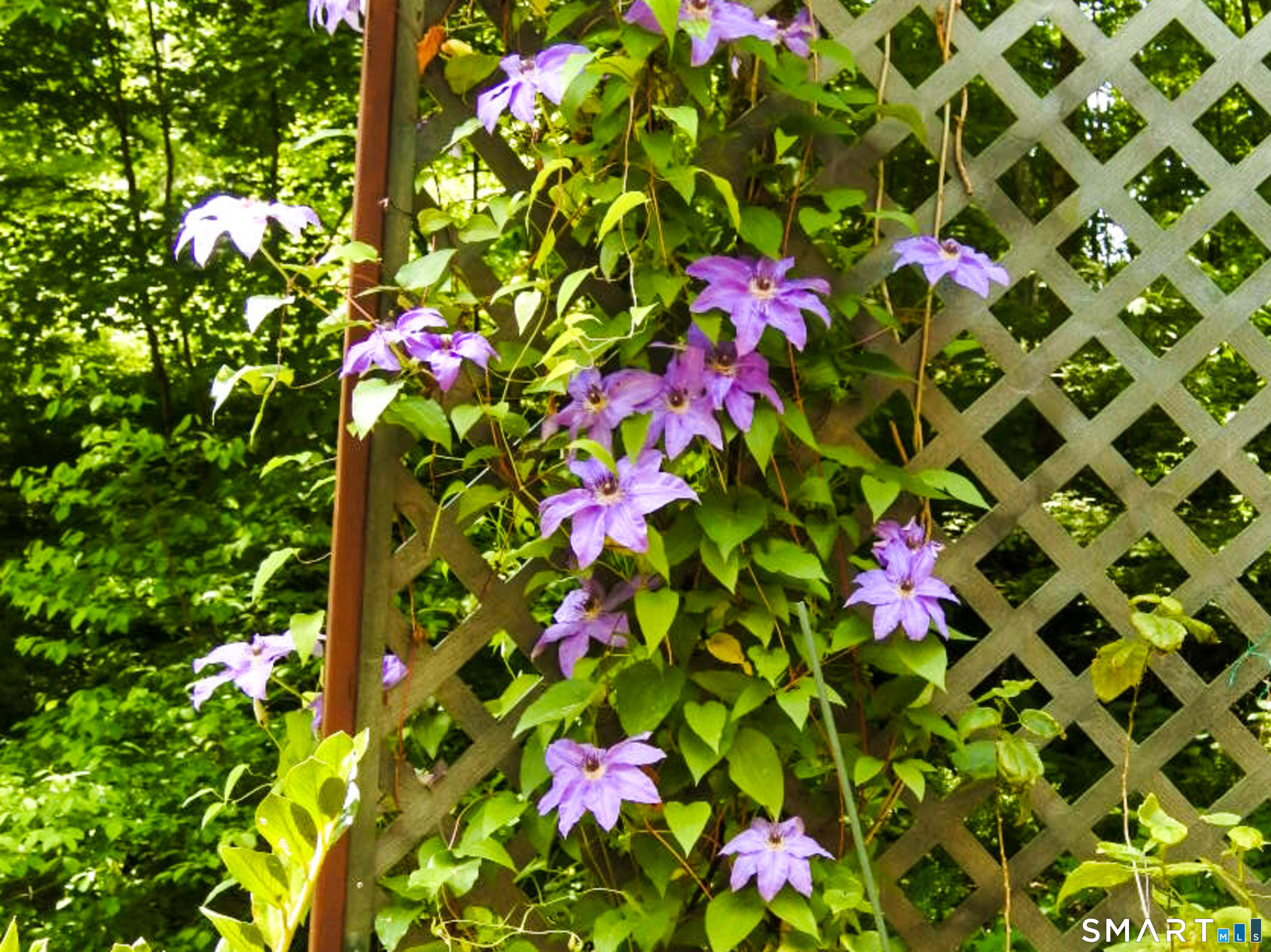 208 Cascade Road Stamford, CT 06903 - Photo 29 of 31 a picture of flowers