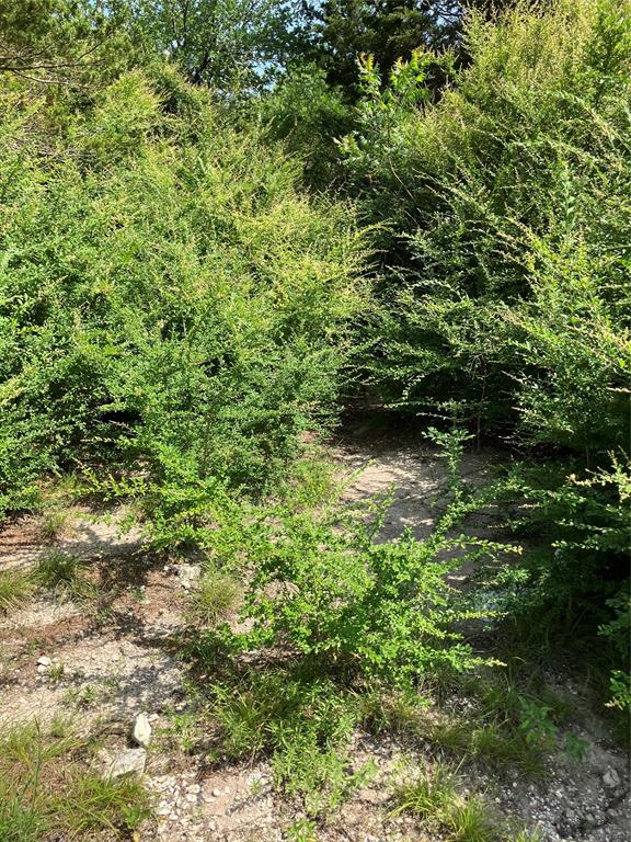 3510 Telephone Road Dallas, TX 75134 - Photo 33 of 34 a view of a lush green forest