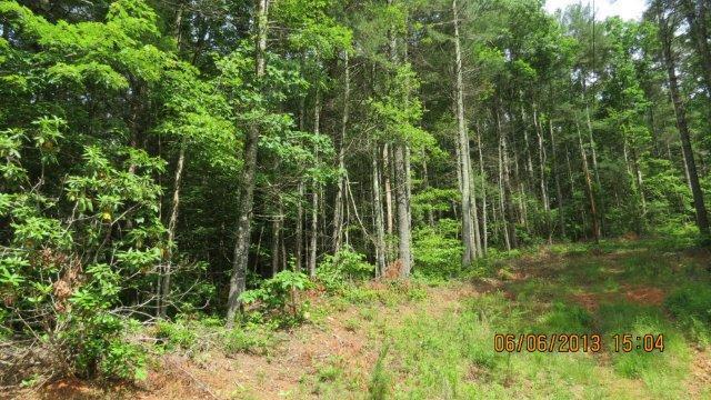 148 Partin Road Blue Ridge, GA 30513 - Photo 1 of 1 a view of a garden
