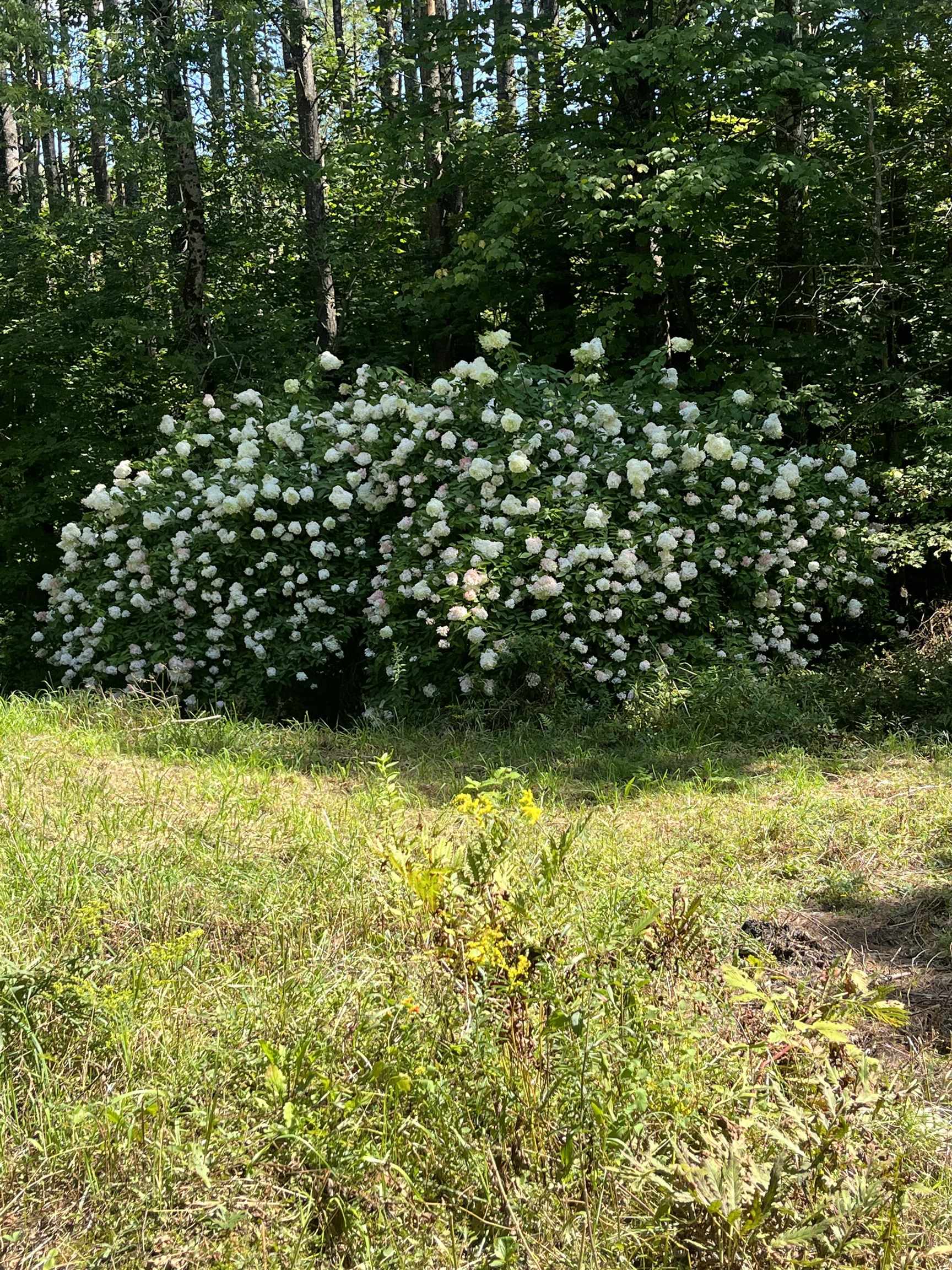 180 Austin Hill Road Rochester, VT 05767 - Photo 13 of 48