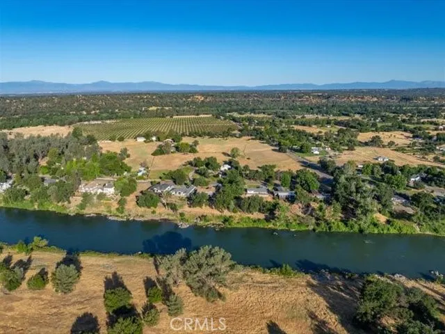 a view of a forest with a tree