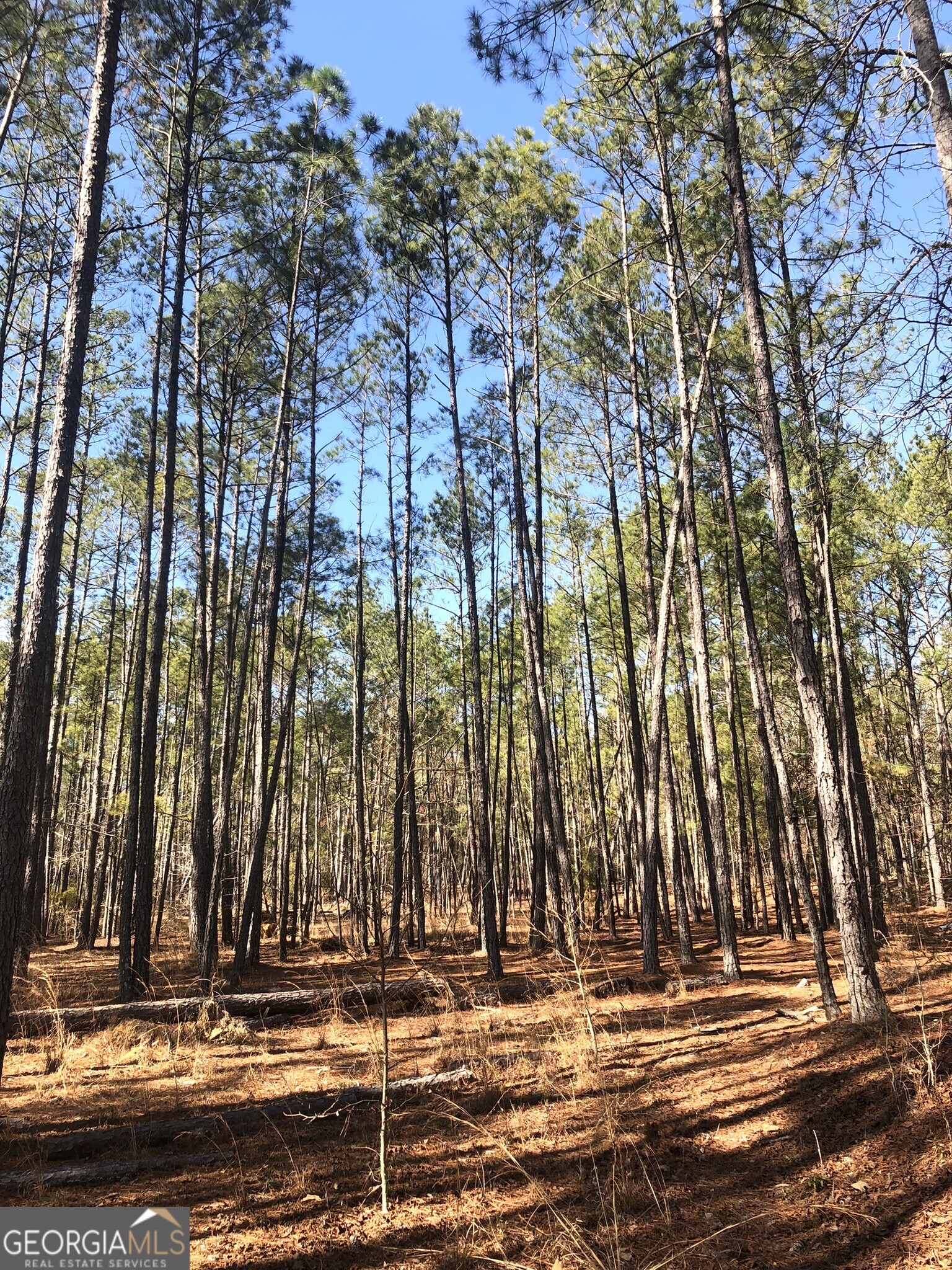 1952 Jump N Run Road Kite, GA 31049 - Photo 8 of 14 a view of a building with large trees