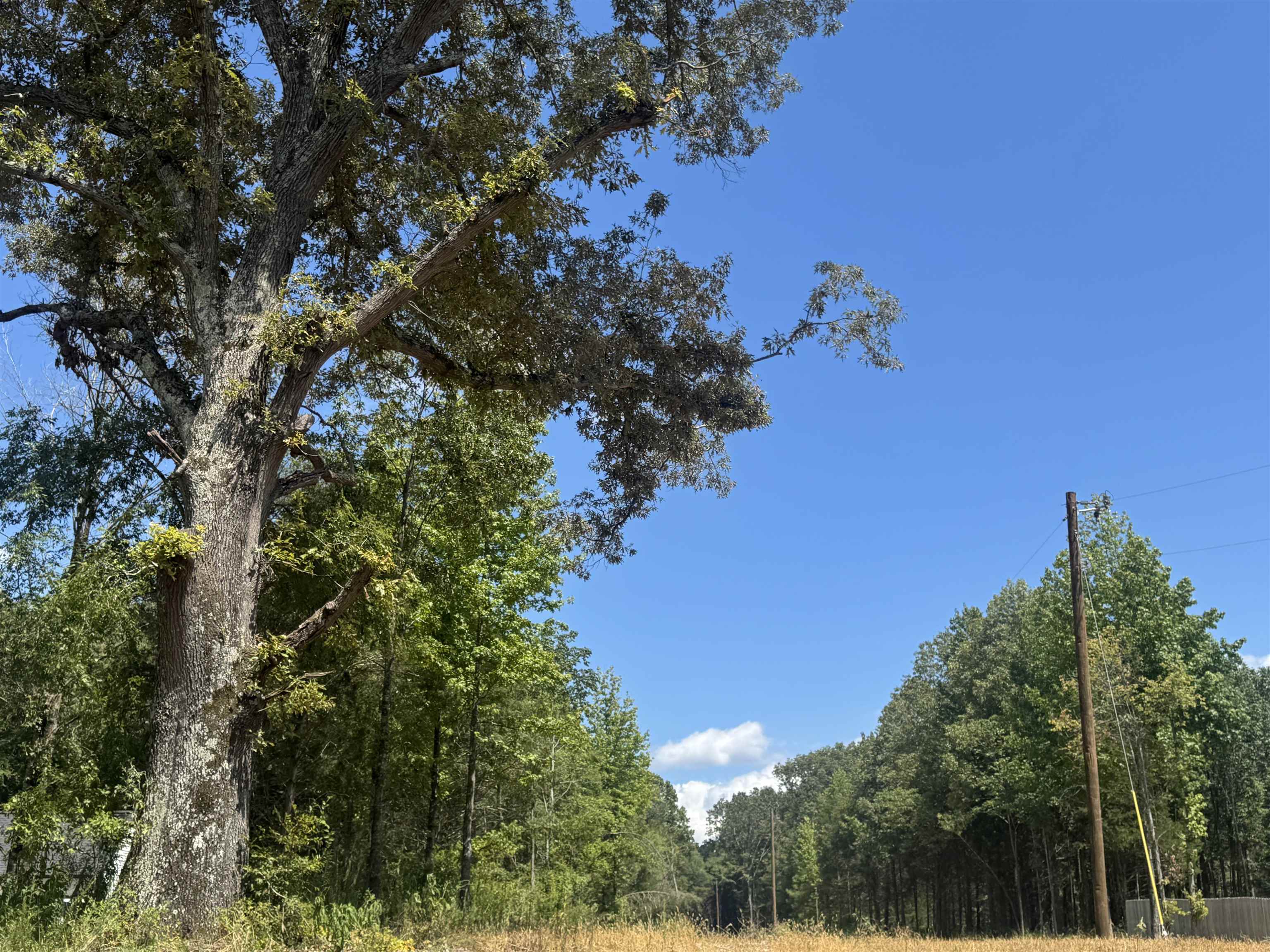 3845 Mebane Road Oakland, TN 38060 - Photo 10 of 10 View of wooded area