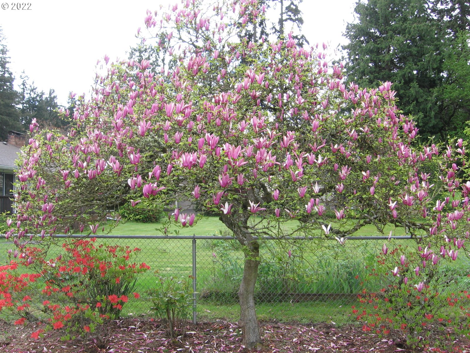 1023 Northeast 172nd Avenue Portland, OR 97230 - Photo 23 of 23