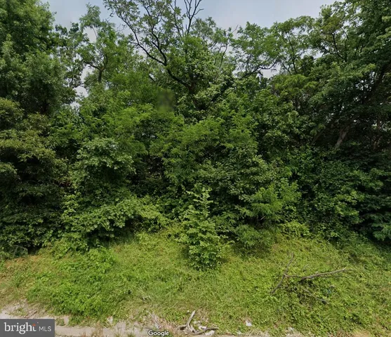 a view of a lush green forest